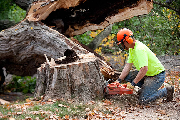 Best Tree Cutting Near Me  in Cerritos, CA